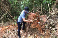 Triệt hạ gỗ quý gần trạm bảo vệ rừng