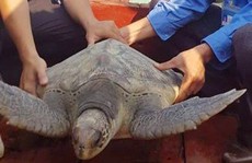 Rùa biển quý hiếm nặng 25 kg mắc lưới ngư dân