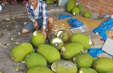 Người dân Bình Phước đổ xô trồng mít Thái vì lãi 'khủng'