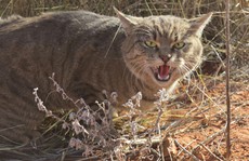 Úc lên kế hoạch giết 2 triệu con mèo hoang