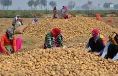 Pepsi kiện nông dân Ấn Độ vì trồng khoai có 'bản quyền'