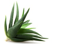 8 thực phẩm giúp bạn tăng khả năng giải độc cơ thể