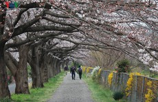 Ngắm con đường hoa anh đào dài nhất thế giới tại Nhật Bản