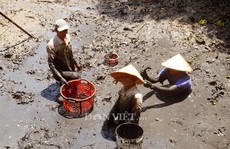 Sướng với cá đồng quẫy loạn xạ ở đìa vừa tát tại huyện Trần Văn Thời