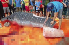 Cá nặng gần 1 tấn mà ngư dân Sầm Sơn xẻ thịt là cá nhám voi quý hiếm