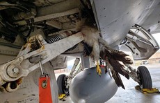 “Tia chớp” F-35 hỏng nặng vì bị chim đâm trúng
