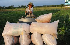 Nghẽn đường xuất khẩu gạo sang Trung Quốc