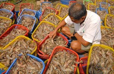 Thủy sản chính ngạch chưa bù được tiểu ngạch