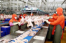 Ngành chăn nuôi bị nước ngoài “nuốt chửng”?