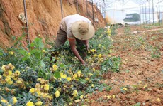 Hoa cúc nhiễm bệnh, nhà vườn Đà Lạt lao đao