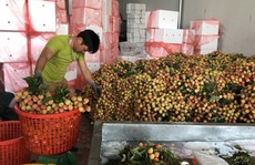 Thương nhân Trung Quốc sang Bắc Giang thu gom vải thiều
