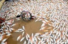 Phó Thủ tướng yêu cầu xác định nguyên nhân cá chết trên sông La Ngà