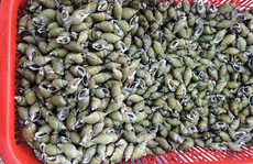 Về Đà Nẵng tìm ốc cà na xào sả ớt