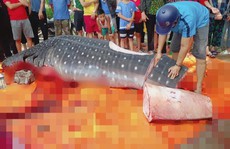 Thực hư việc ngư dân Sầm Sơn xẻ thịt cá voi nhám quý hiếm nặng gần 1 tấn
