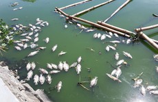 Đà Nẵng: Cá chết nổi lềnh bềnh trên hồ Thạc Gián là do… nắng nóng?