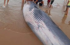 Xác cá Ông hơn 2 tấn dạt vào bờ biển phía Bắc Khánh Hoà