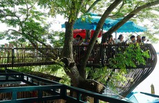 Quán cà phê cho khách ngồi trên cây ở Cần Thơ