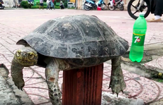 Rùa Răng quý hiếm bày bán công khai giữa trung tâm TP HCM