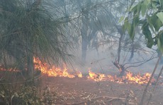 Phú Yên: Cháy hàng chục héc-ta rừng phòng hộ ven biển