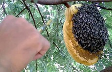 Đi lấy mật, người đàn ông bị ong đốt rơi xuống đất tử vong