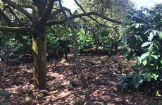 Xót xa nhìn vườn sầu riêng hàng trăm triệu đồng rụng trái, nghi bị đầu độc
