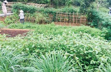 Hà Nội rộ mô hình cho thuê đất trồng rau