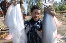 Giá cá tra tuột dốc
