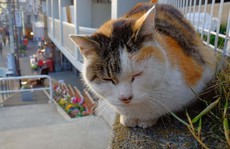 Thị trấn mèo hoang ngay sát thủ đô Tokyo ồn ã