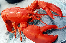 Thực hư giá tôm hùm Mỹ rẻ hơn hàng Việt