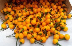 Ớt Aji Charapita mọc hoang dại nhưng có giá hơn nửa tỉ đồng/kg
