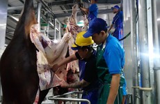 Bất ngờ 1.600 con trâu bò Úc mất dấu tại Việt Nam
