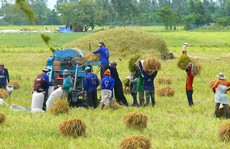Nông dân được lợi nhiều nhờ liên kết