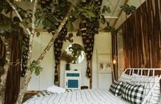 Những homestay như 'tổ chim' giữa rừng Đà Lạt