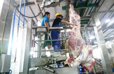 Thông tin thêm về vụ 1.600 con trâu bò Úc mất dấu tại Việt Nam