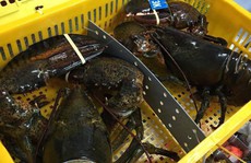 Thực hư tôm hùm Alaska có giá chỉ 170.000 đồng/kg