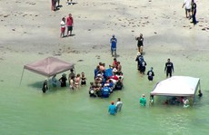Dựng lều trên mặt biển giải cứu cá voi mắc cạn