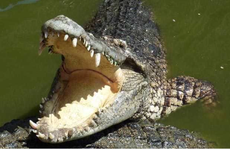 Ngồi trên thuyền, cậu bé 10 tuổi bị cá sấu kéo xuống cắn chết