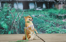 Nhà sản xuất phản hồi tranh cãi chọn chó Nhật vào phim “Cậu Vàng”
