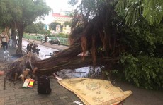 Ảnh hưởng bão số 4, Hà Nội mưa lớn làm đổ hàng loạt cây, 1 người chết