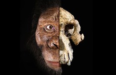 Phát hiện khuôn mặt mới của tổ tiên loài người 3,9 triệu tuổi