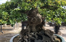 Mãn nhãn với cây ngâu bonsai cổ thụ trị giá hàng tỉ đồng