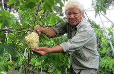 Lão nông với vườn mãng cầu dai cho trái 'khổng lồ'