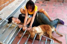 Bắt 10 'cẩu tặc' trộm hơn 40 con chó trong 1 đêm