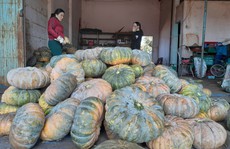 Bí đỏ mất mùa, rớt giá thảm hại chưa tới 3.500 đồng/kg