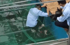 Clip: Đàn cá Koi Nhật Bản bơi chậm chạp sau 3 ngày thả xuống nước được xử lý ở sông Tô Lịch