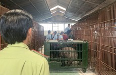 Cứu 6 chú gấu bị 'bệnh tâm thần'