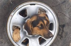Giải thoát cô chó kẹt đầu 'không hiểu nổi' vào giữa bánh xe