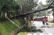Lâm Đồng: Cây gãy đổ, nhà bị tốc mái, ngập lụt la liệt
