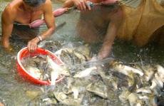 Cá nhảy đầy mặt sông ở Cồn Sơn ngày giáp Tết