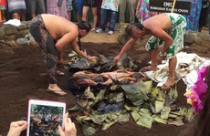 Người Hawaii đào hố làm lò nướng hơn 1.000 kg thịt heo